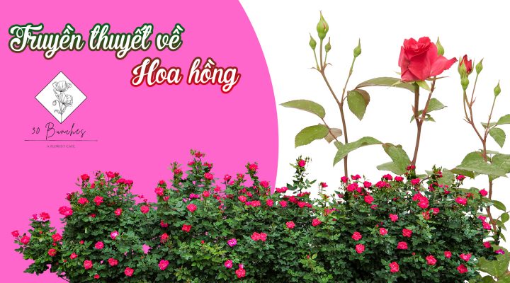 truyền thuyết về hoa hồng