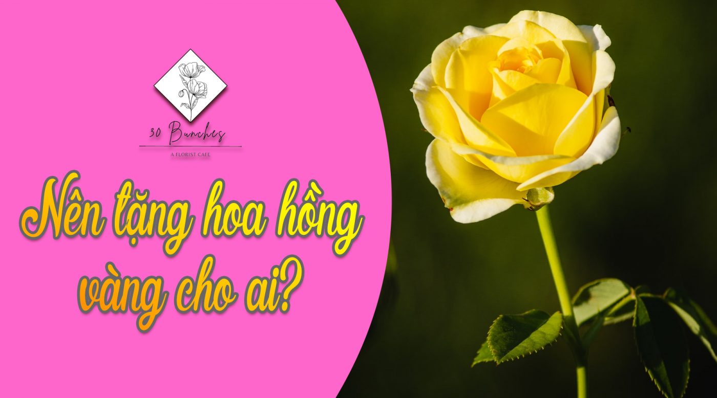 nên tặng hoa hồng vàng cho ai